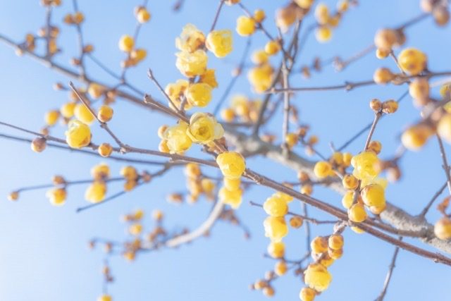 冬の花