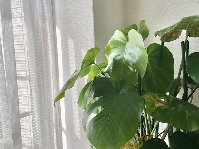 窓辺