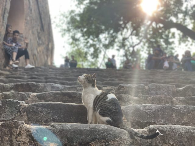 猫