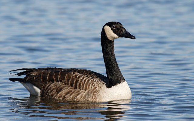 goose