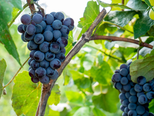 英語「Sour Grapes」の意味って？