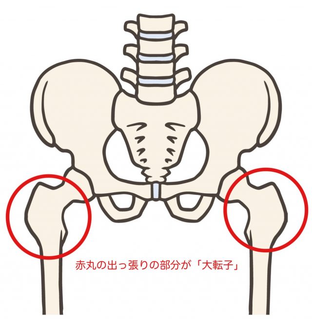 骨盤