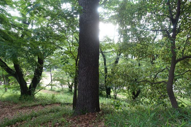 公園
