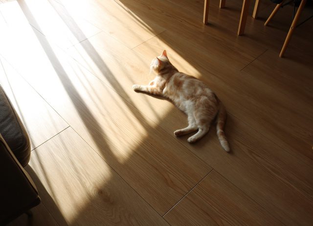 アンジェ大西さま_愛猫との朝時間