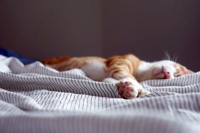 眠るネコ
