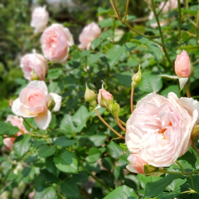 冨松明菜さん_ピンクの薔薇