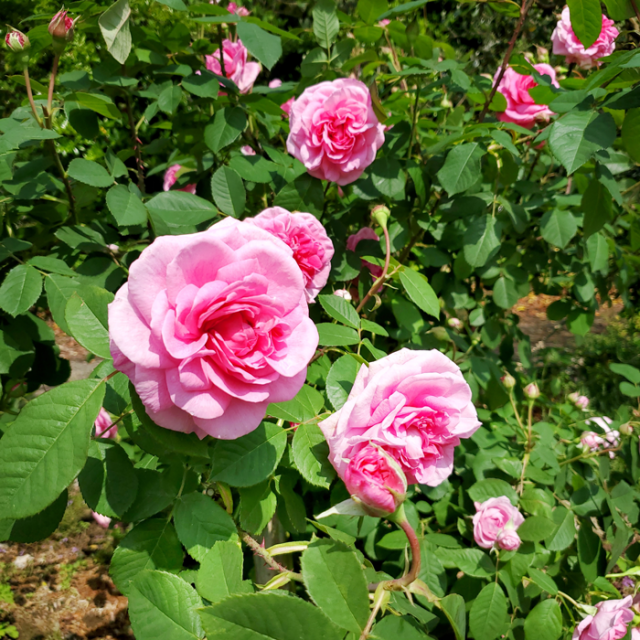 冨松明菜さん_大神ファームのピンクの薔薇