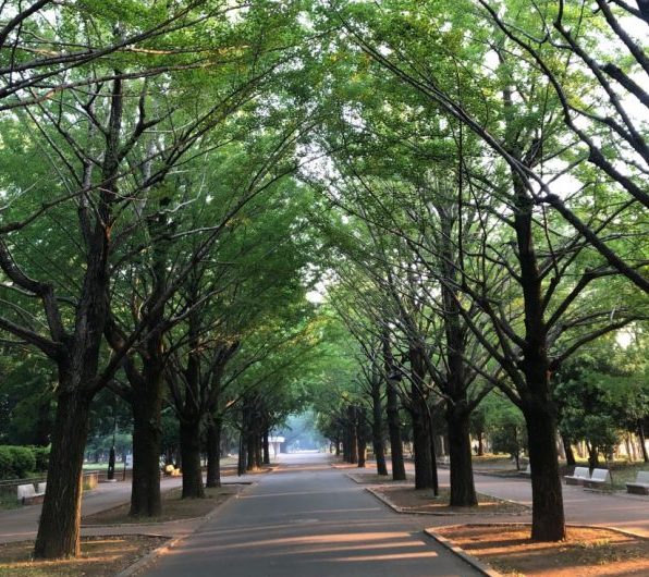 街路樹