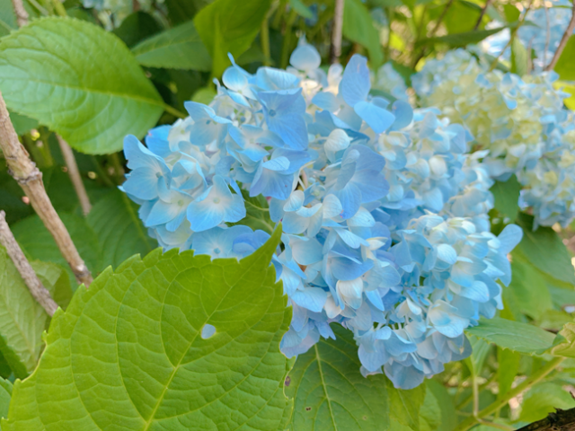 cheeさん_紫陽花