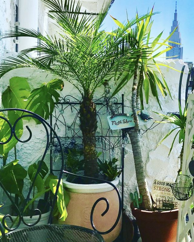 岩瀬結暉さん_ベランダ植物