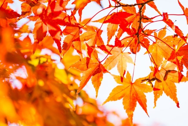 紅葉
