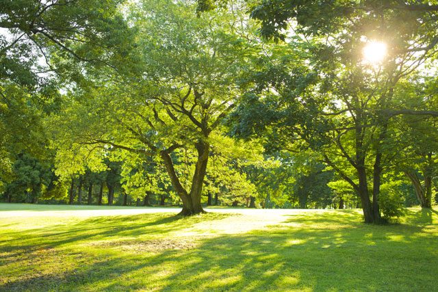 公園