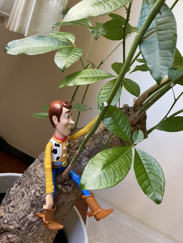 前田敦子さん_観葉植物