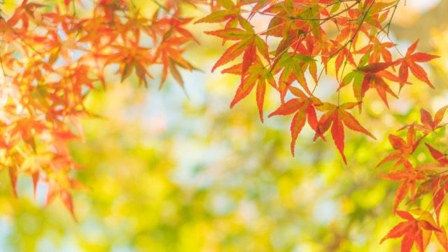 秋