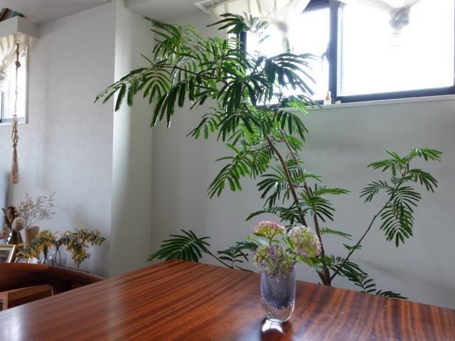 観葉植物