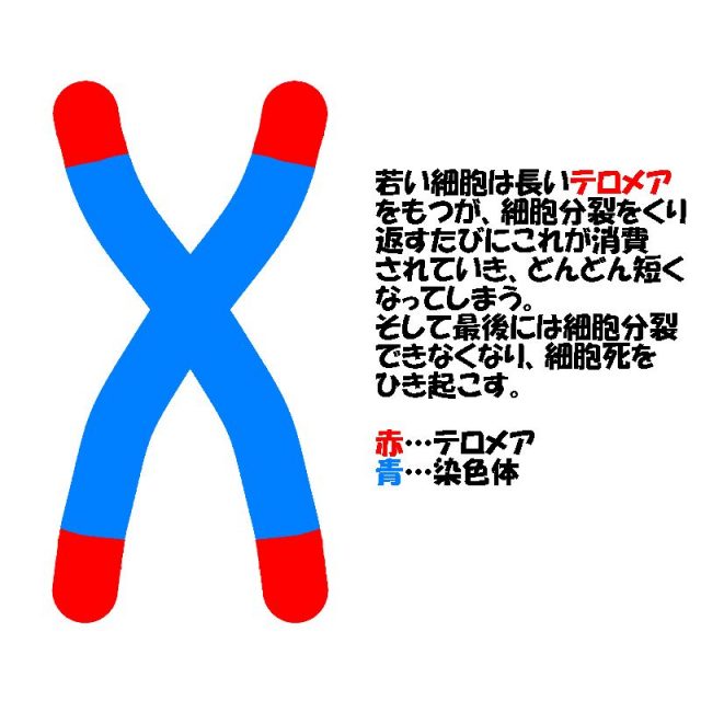 テロメア