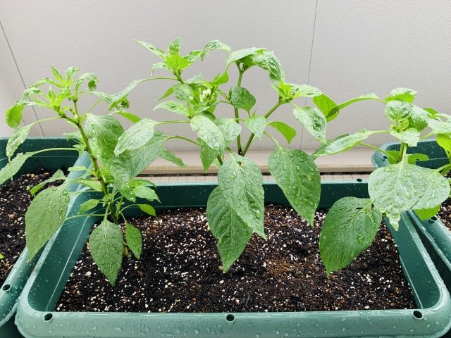 ベランダで家庭菜園