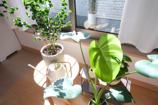 観葉植物