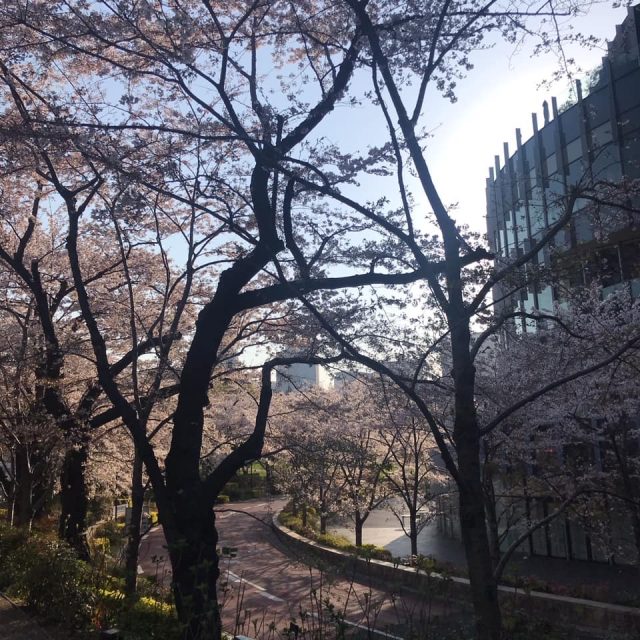 桜