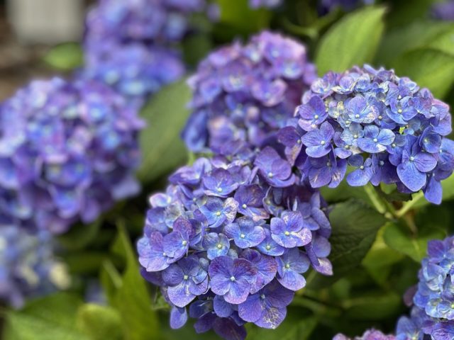 明月院のアジサイ