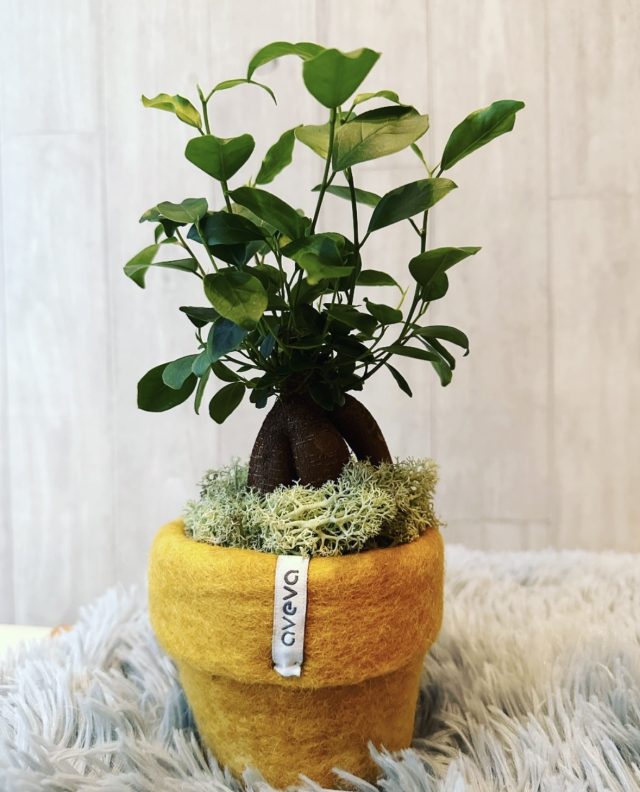 avocado.nut_植物
