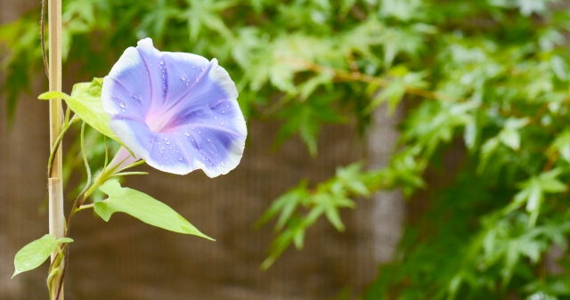朝顔