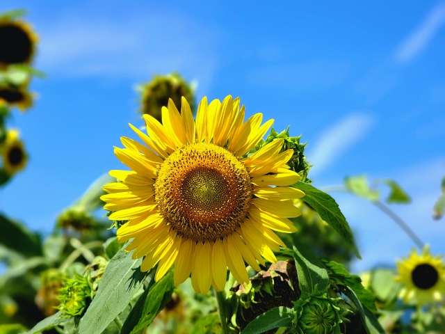 ひまわり、朝顔、ハイビスカス…夏の花の「花言葉」知ってる？