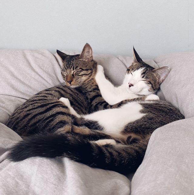 2匹の猫