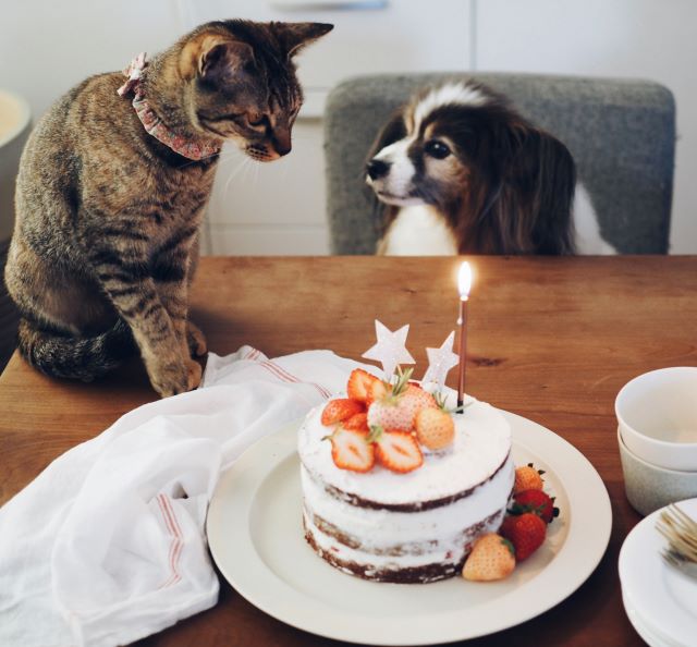 猫と犬