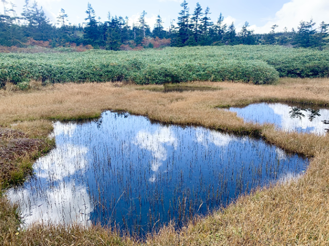 野原の水たまり