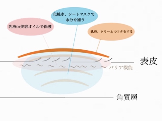 肌表面