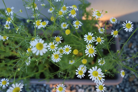 1鉢植えの花