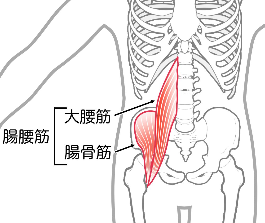 腎臓