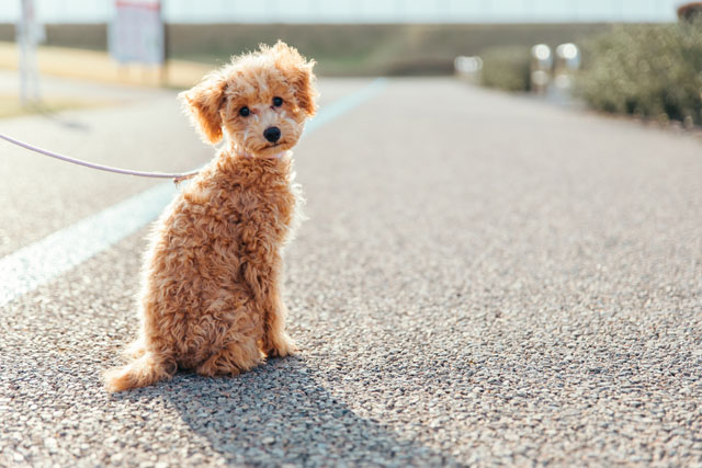 子犬