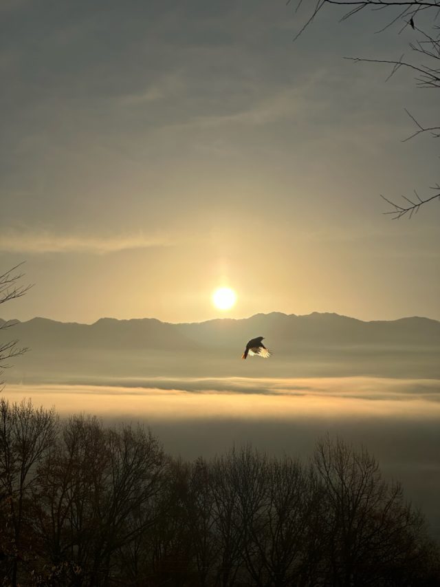 初日の出と鳥