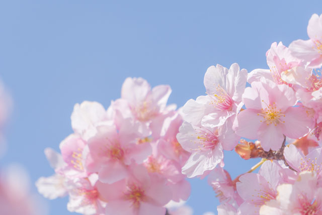 桜