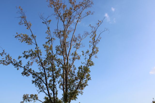木と空