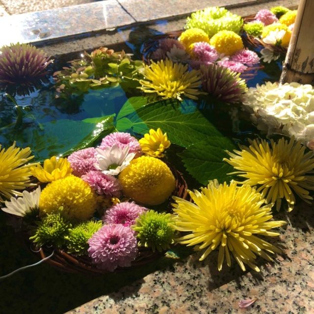 菊の花
