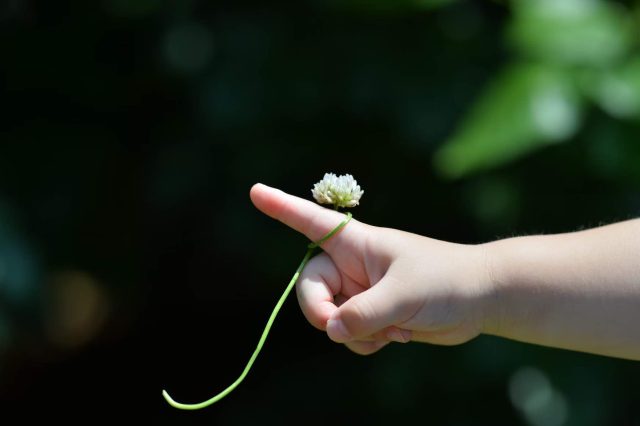 白詰草