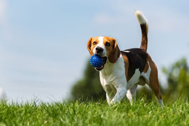 犬