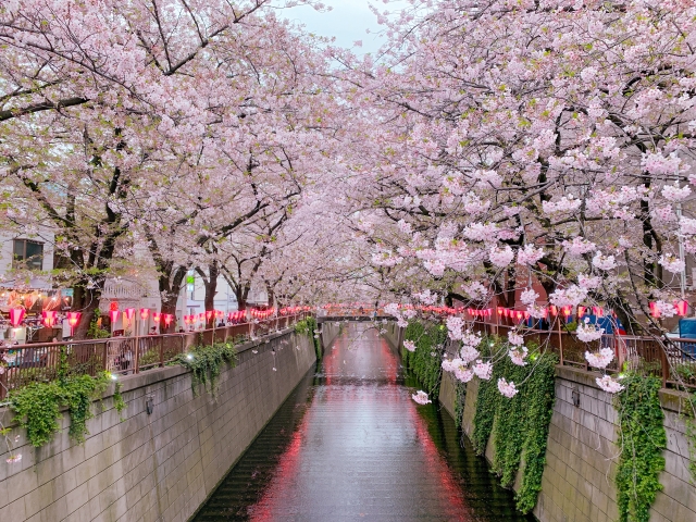 川沿いの桜