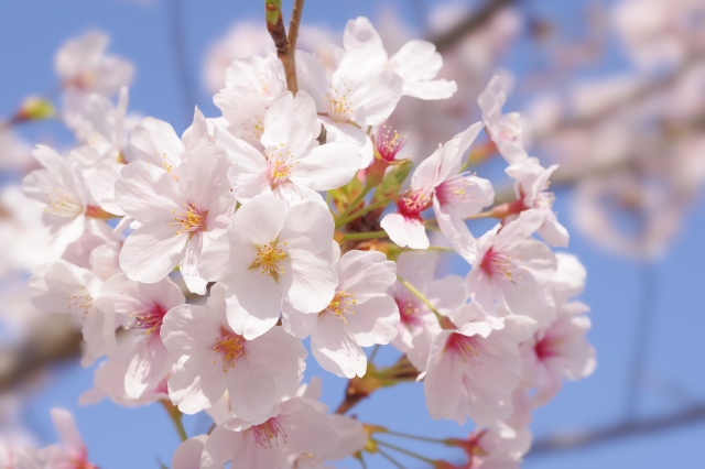 春の風物詩！混雑なしで桜を楽しむ「朝花見」のすすめ