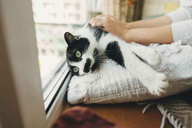 くつろぐ猫