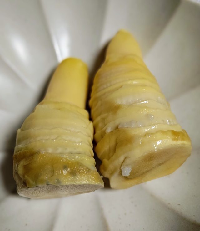 たけのこ 茹でたもの