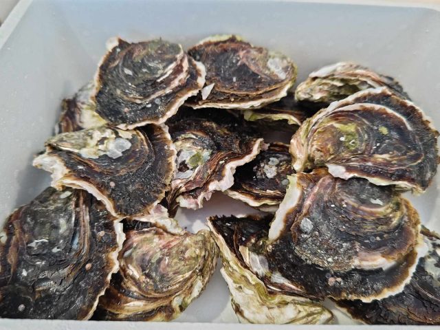 岩牡蠣