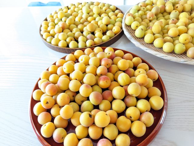 小梅