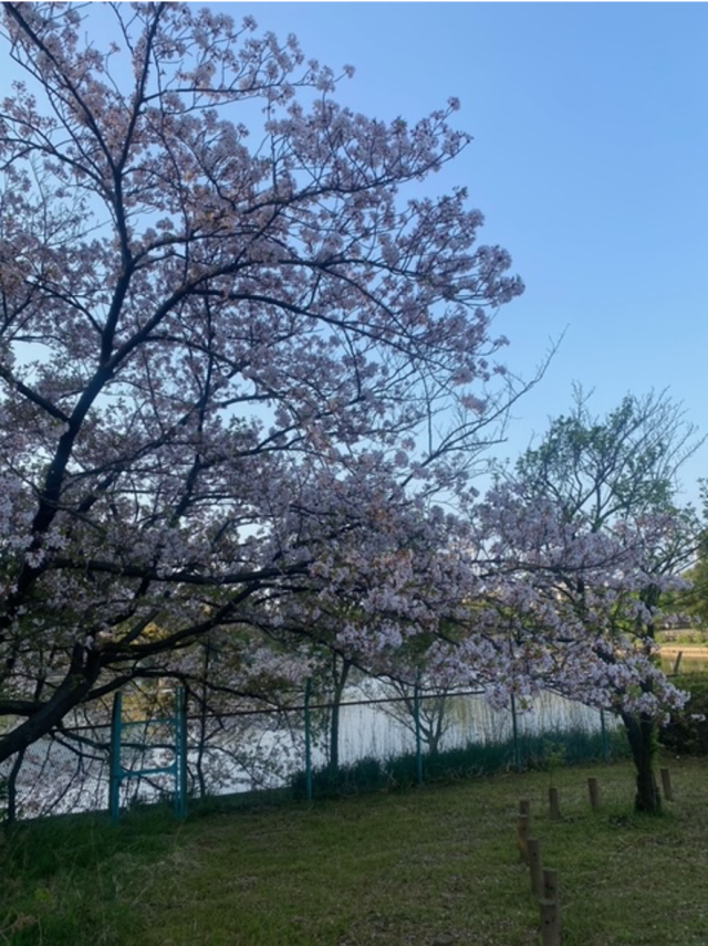 桜