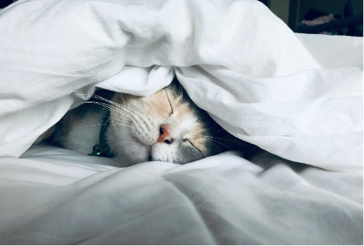 ねこ　ベッド