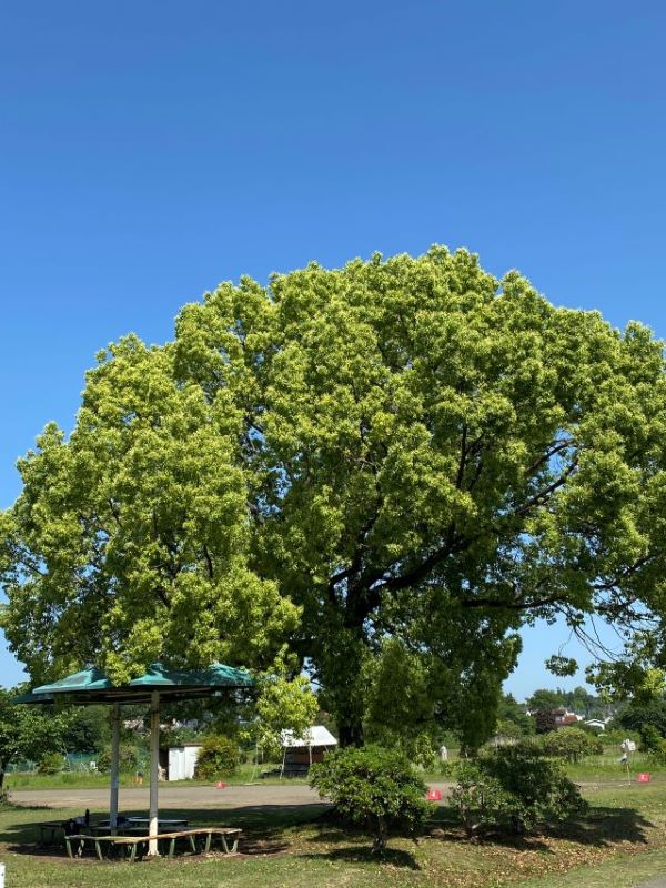 大きな木
