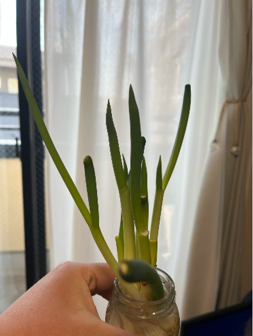 植物